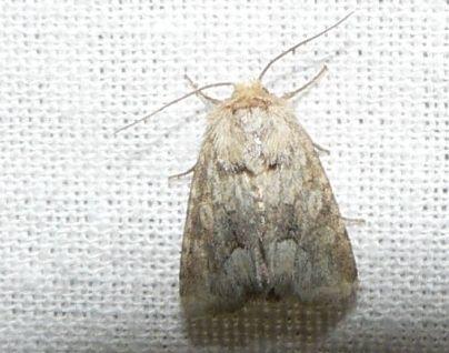 Oranjegeel halmuiltje.jpg - Oranje-geel halmuiltje - Oligia fasciuncula